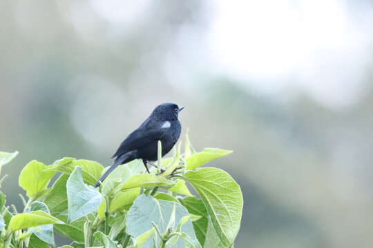 Image of Black Flower-piercer