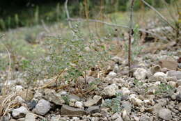 Sivun Clinopodium graveolens subsp. rotundifolium (Pers.) Govaerts kuva