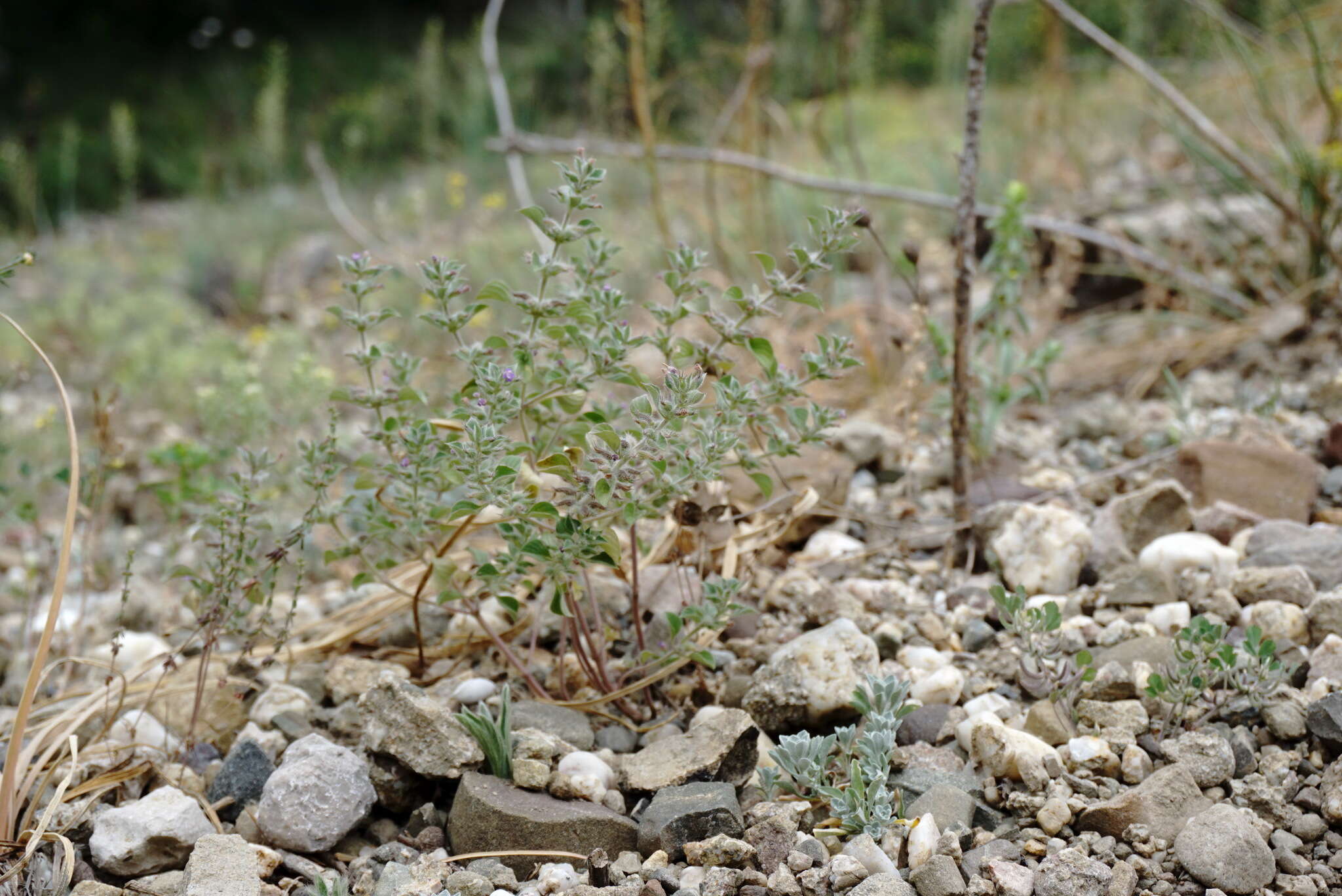 Plancia ëd Clinopodium graveolens subsp. rotundifolium (Pers.) Govaerts