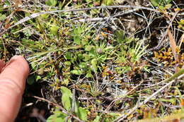 صورة <i>Stylidium subulatum</i>