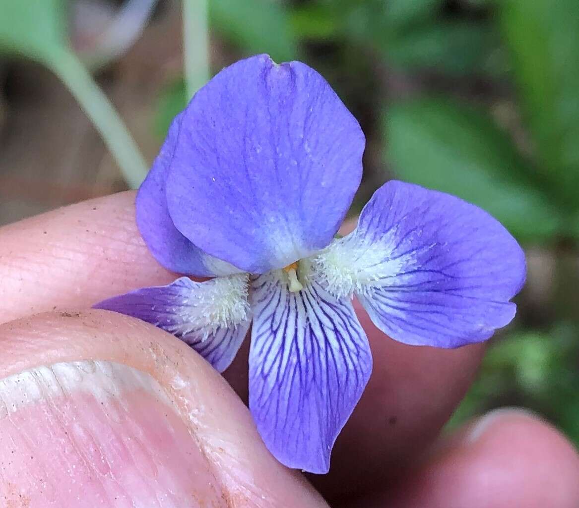 Image of common blue violet