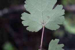 Image of Mountain Ribbon Wood