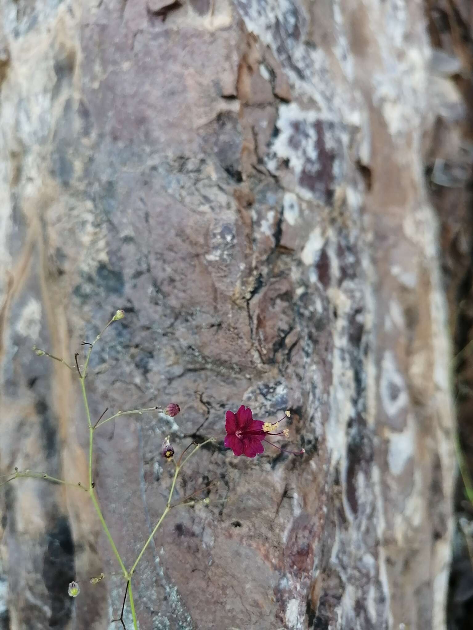 Imagem de Boerhavia gracillima Heimerl