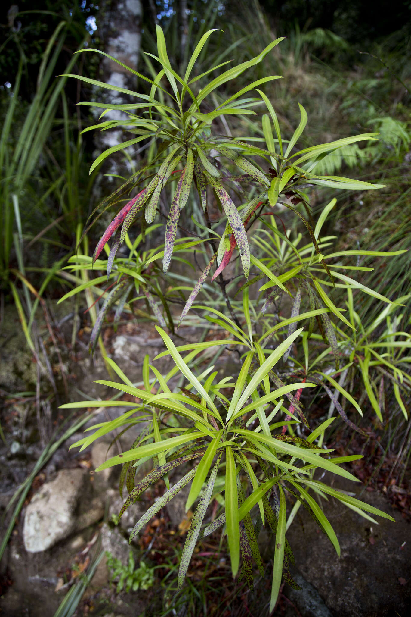 Image of Toronia toru (A. Cunn.) I. A. S. Johnson & B. G. Briggs