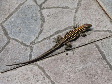 Image of Four-lined Ameiva