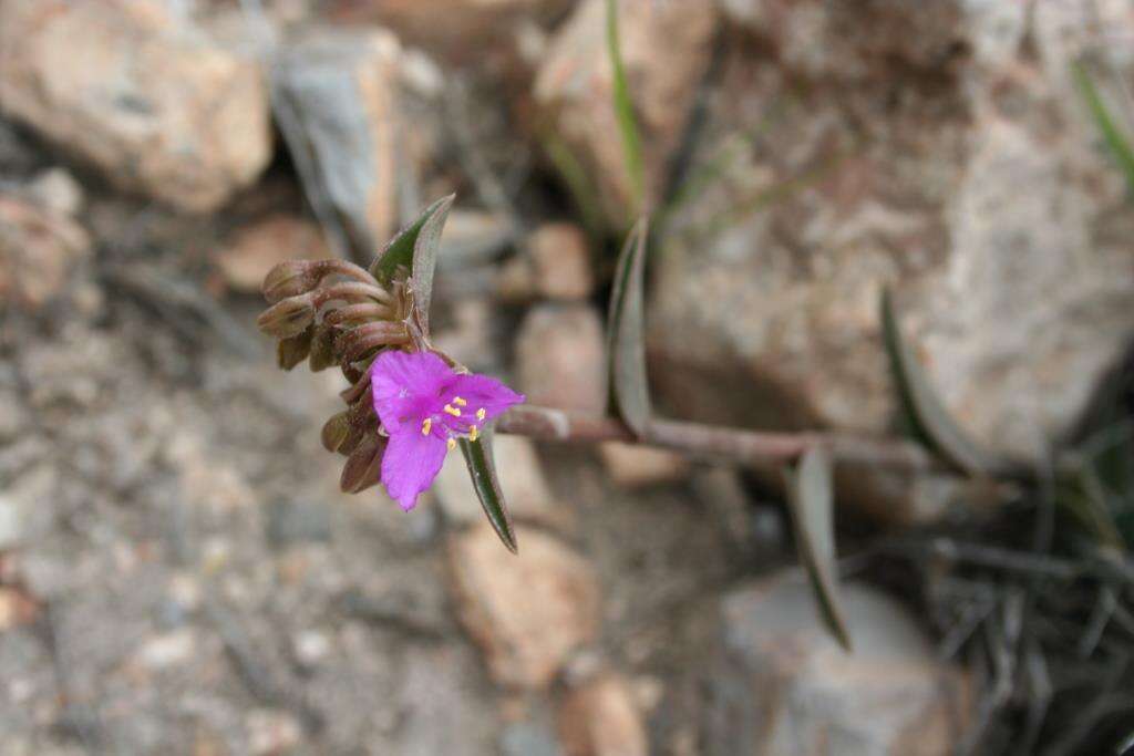 Imagem de Callisia navicularis (Ortgies) D. R. Hunt