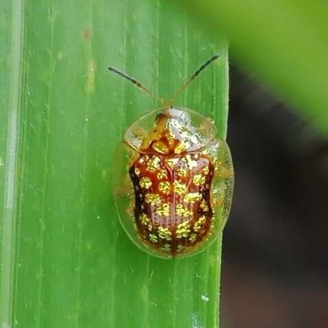 Cteisella guttigera (Boheman 1855)的圖片