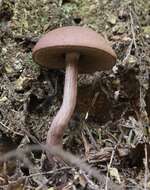 Image of Porphyrellus brunneus McNabb 1967