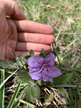 Image of Thickleaf Wild Petunia