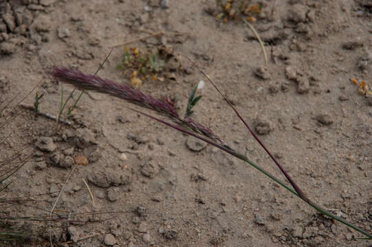 Image of purple needlegrass