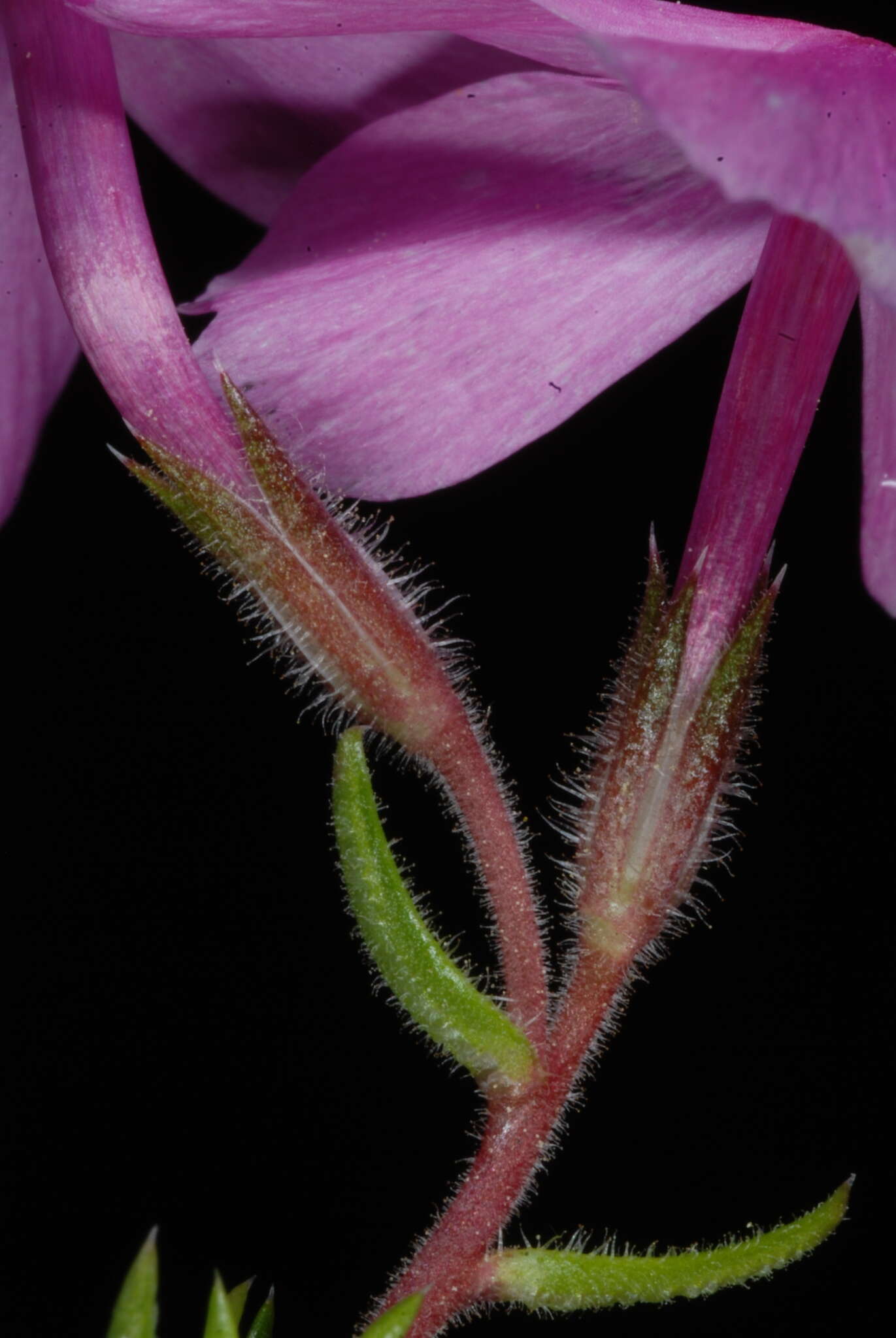 Image of trailing phlox