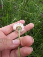 Image of Erigeron longipes DC.