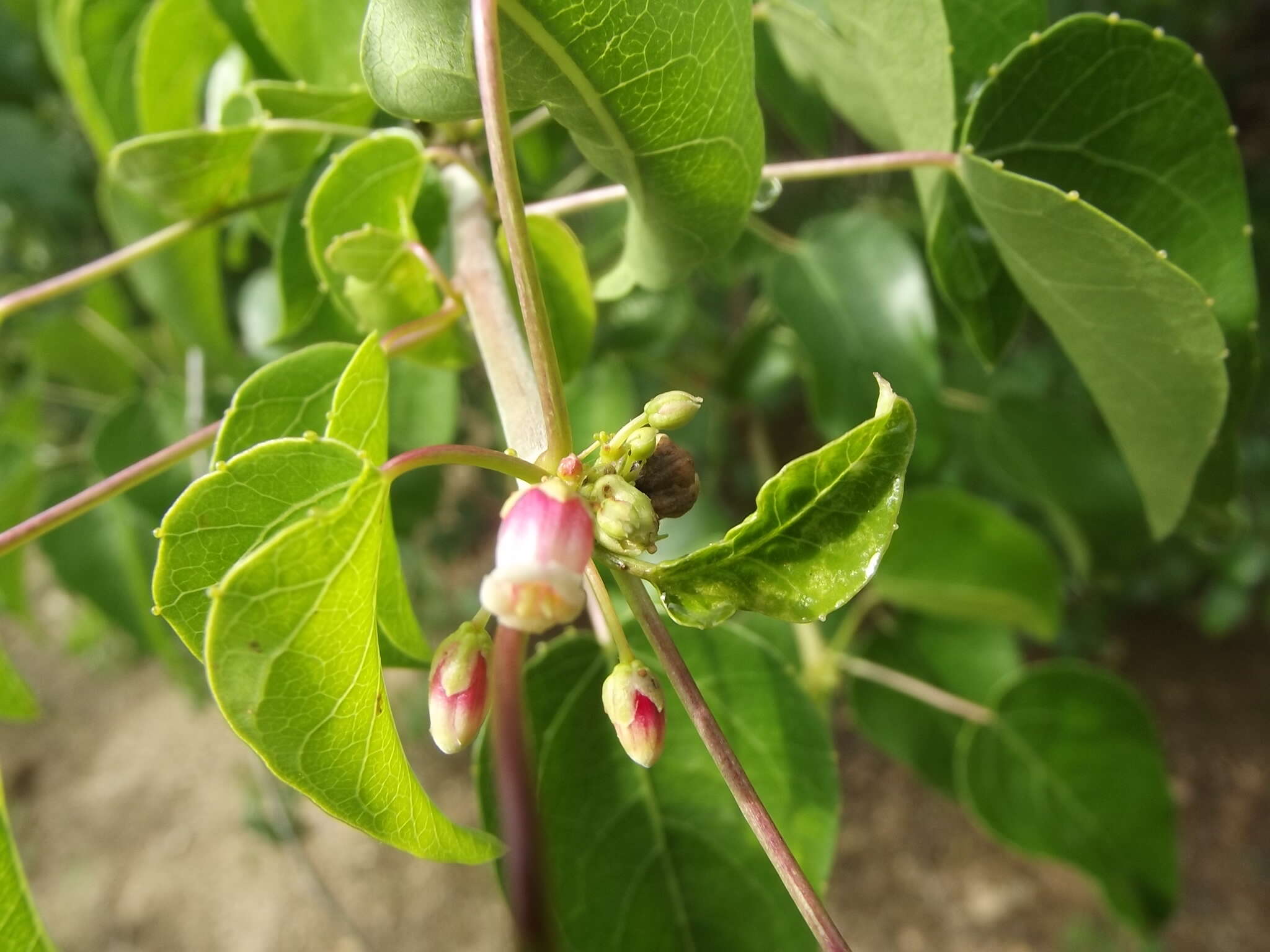 Image of Jatropha cordata (Ortega) Müll. Arg.