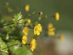 Image of Geum calthifolium subsp. nipponicum (F. Bolle) R. L. Taylor & B. Mac Bryde