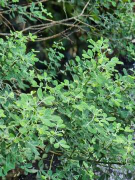 Image of Madeira Dyer's greenweed