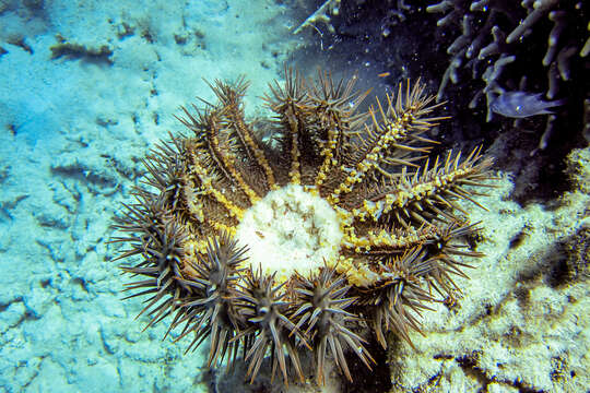 Image of crown of thorns starfish