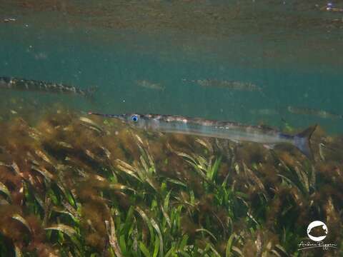 Image of Dusky sea garfish