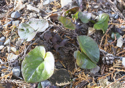 Image of Asarum fauriei var. takaoi (F. Maek.) T. Sugaw.