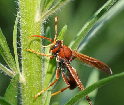 Image of Polistes erythrinus Holmgren 1868