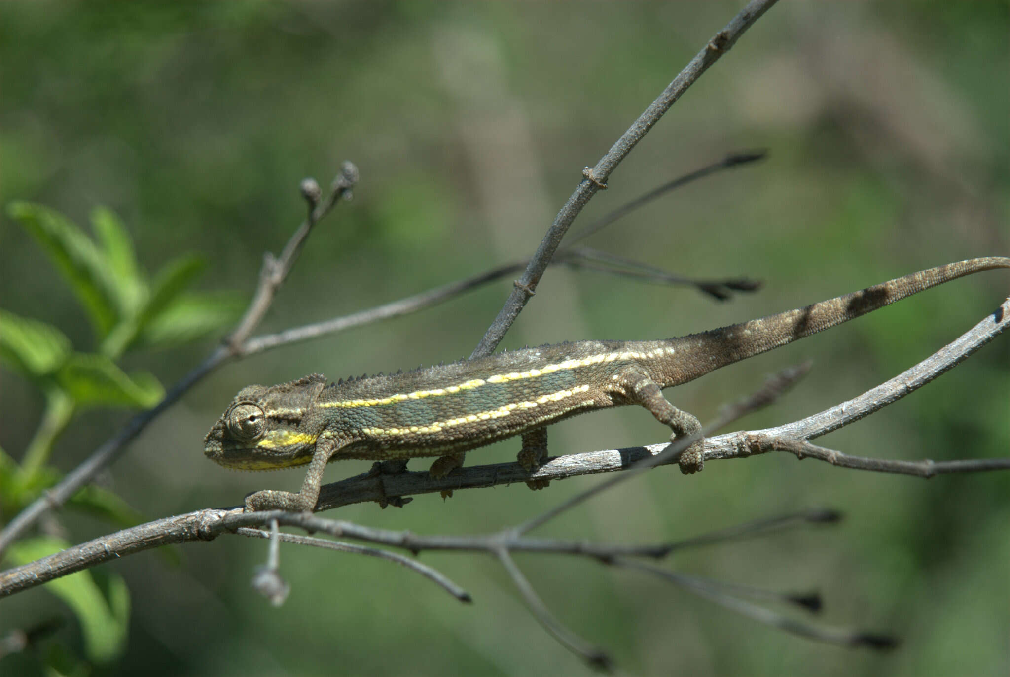 Image de Caméléon à deux bandes