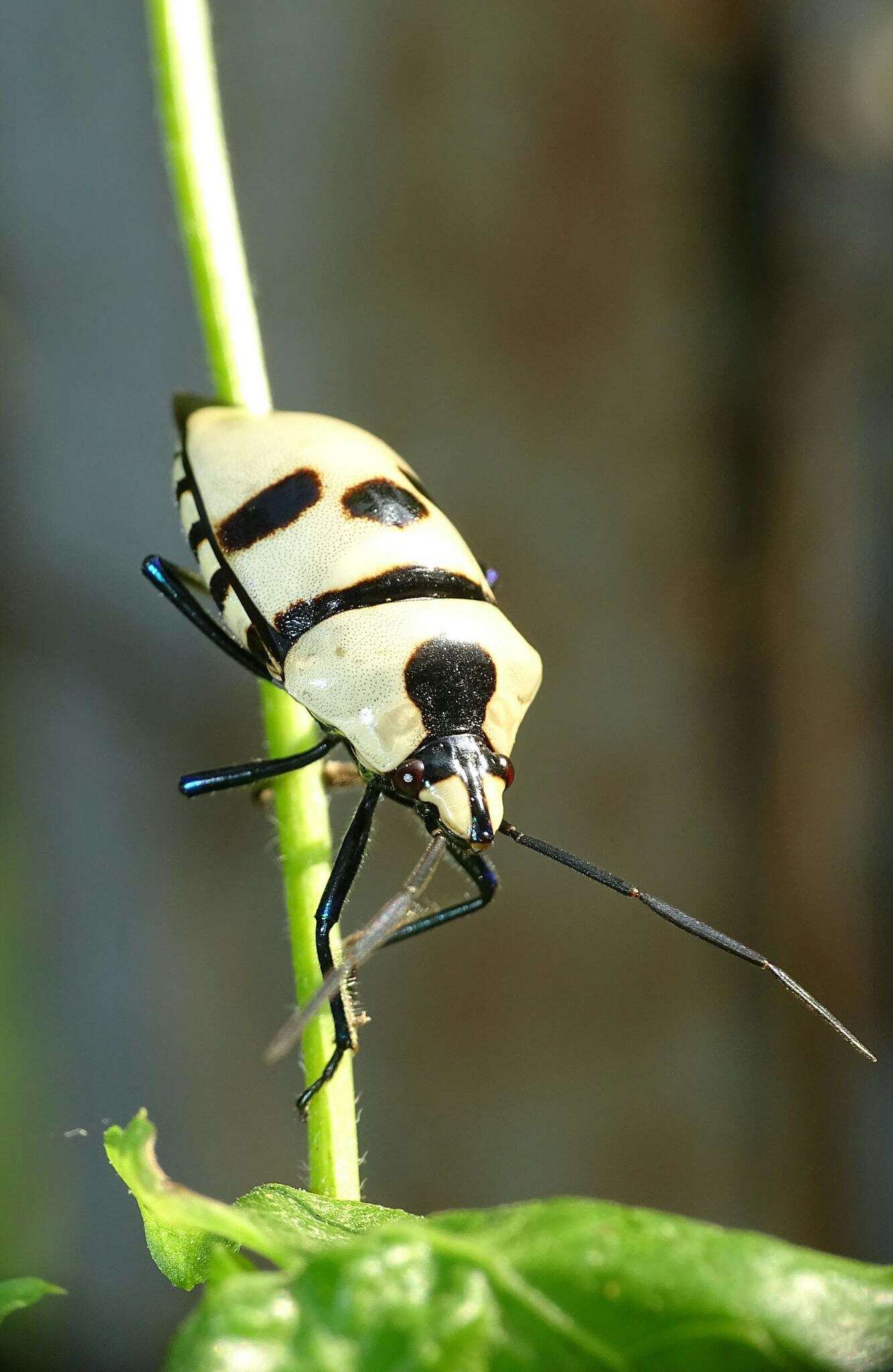 Image of <i>Eucorysses grandis</i>