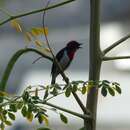 Image of Black-fronted Flowerpecker