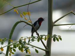 Image of Black-fronted Flowerpecker