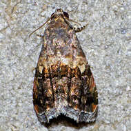 Image of Tripudia luxuriosa Smith 1900