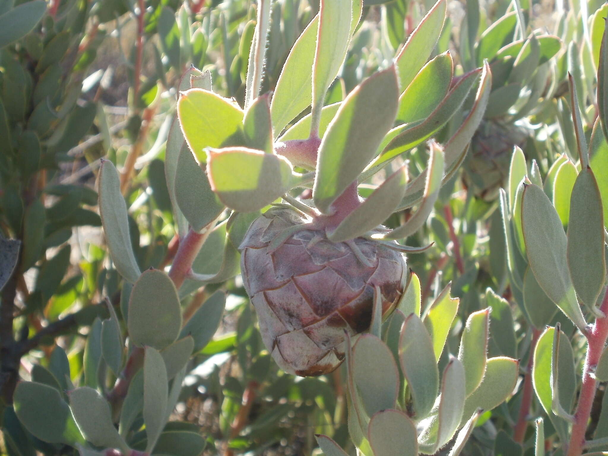 Image of Nodding sugarbush