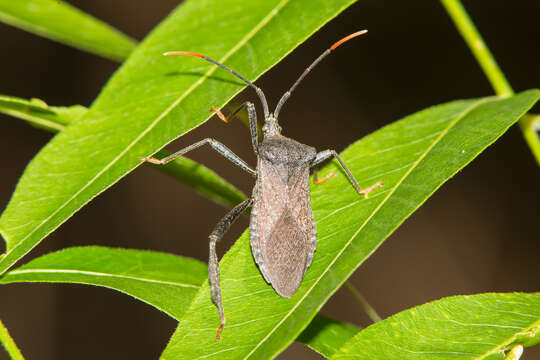 Imagem de Acanthocephala terminalis (Dallas 1852)