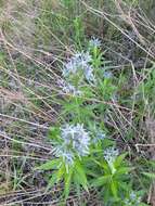 Plancia ëd Amsonia ciliata var. texana (A. Gray) J. M. Coult.