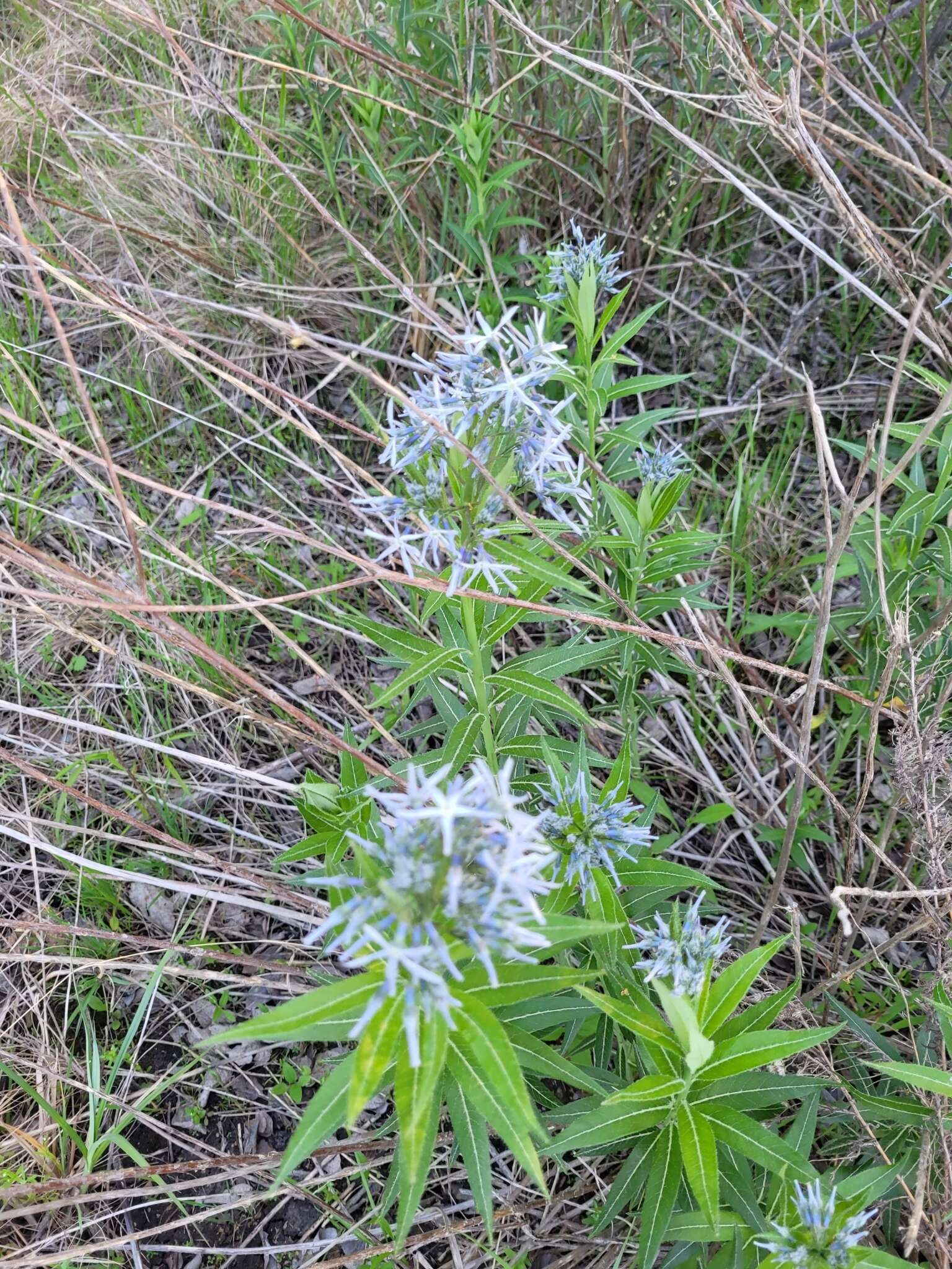 Image de Amsonia ciliata var. texana (A. Gray) J. M. Coult.