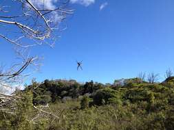 Imagem de Argiope trifasciata kauaiensis Simon 1900