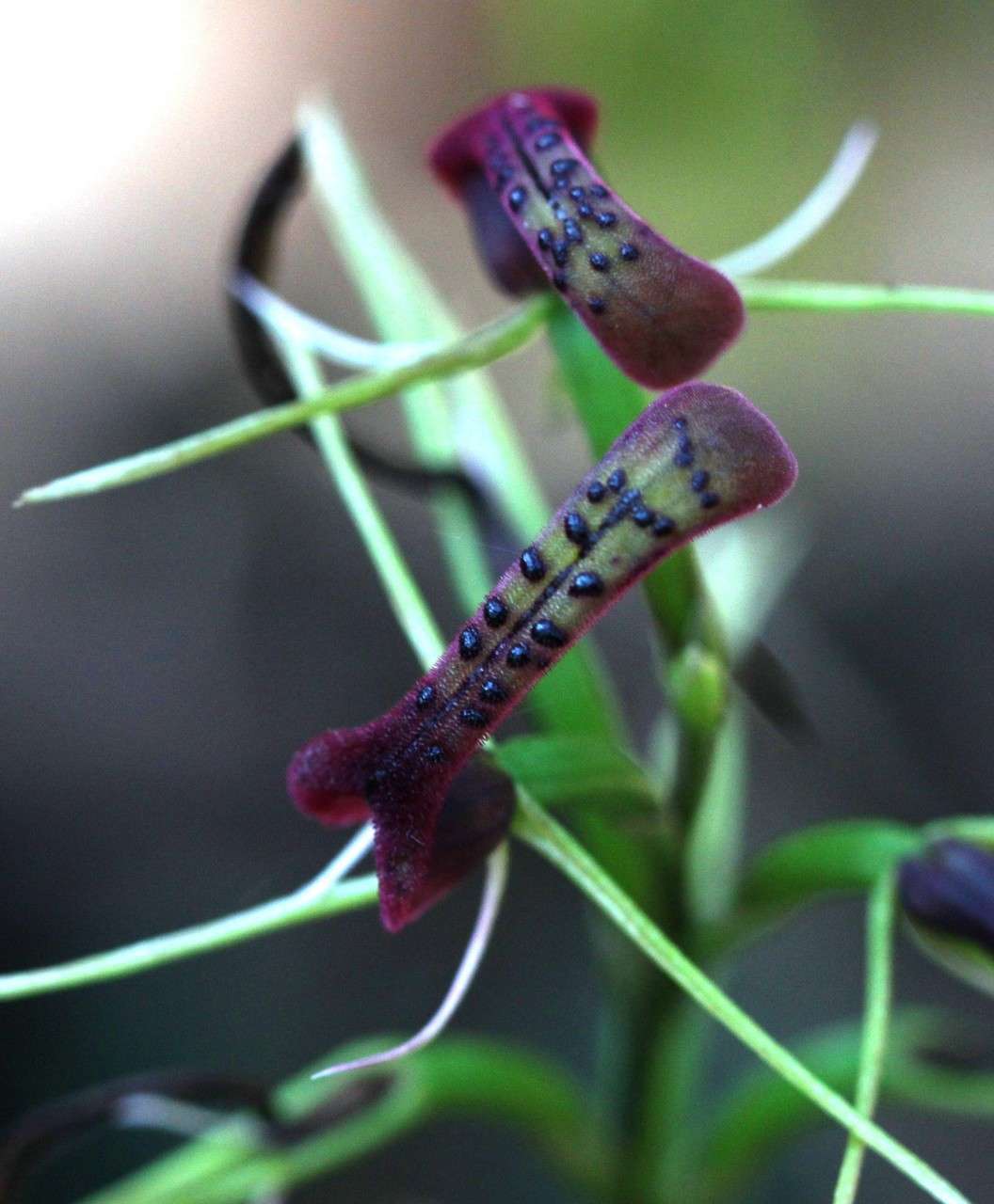 Image of Small tongue orchid