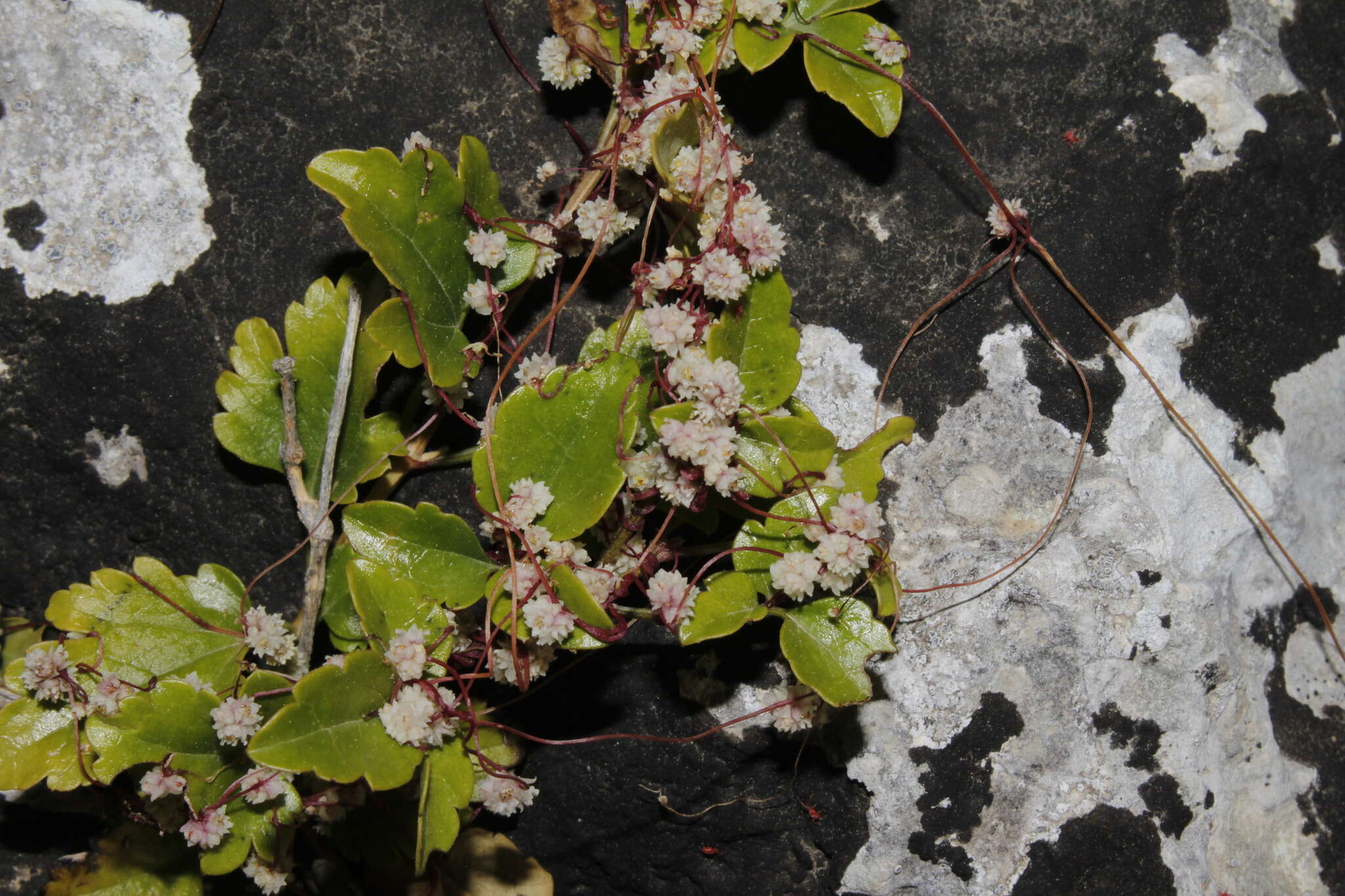 Image of Cuscuta palaestina Boiss.