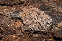 Image of Myrmecopterula nudihortorum