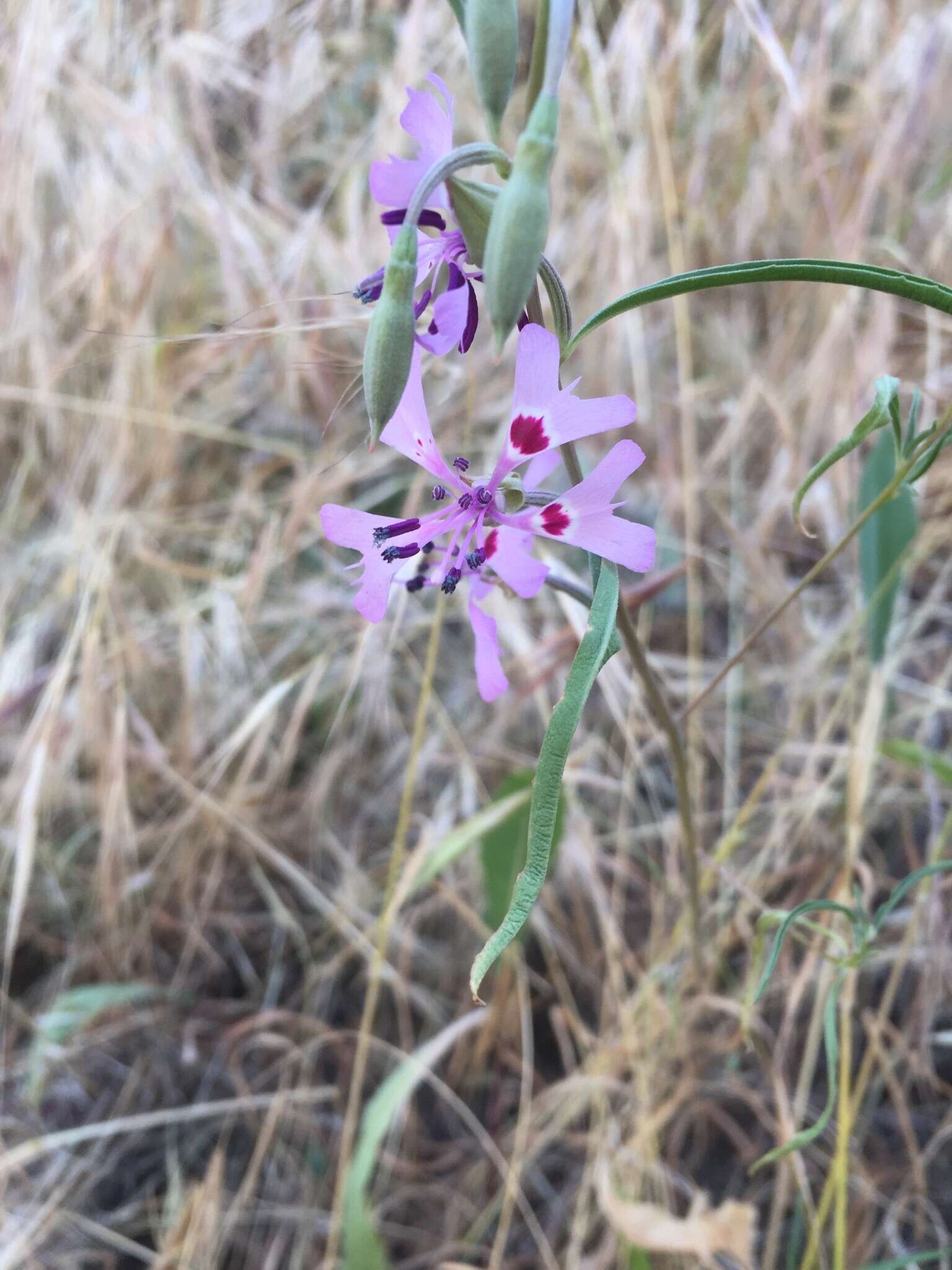 Image of gunsight clarkia