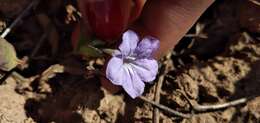 Plancia ëd Ruellia erythropus (Nees) Lindau