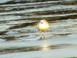 صورة Charadrius marginatus marginatus Vieillot 1818