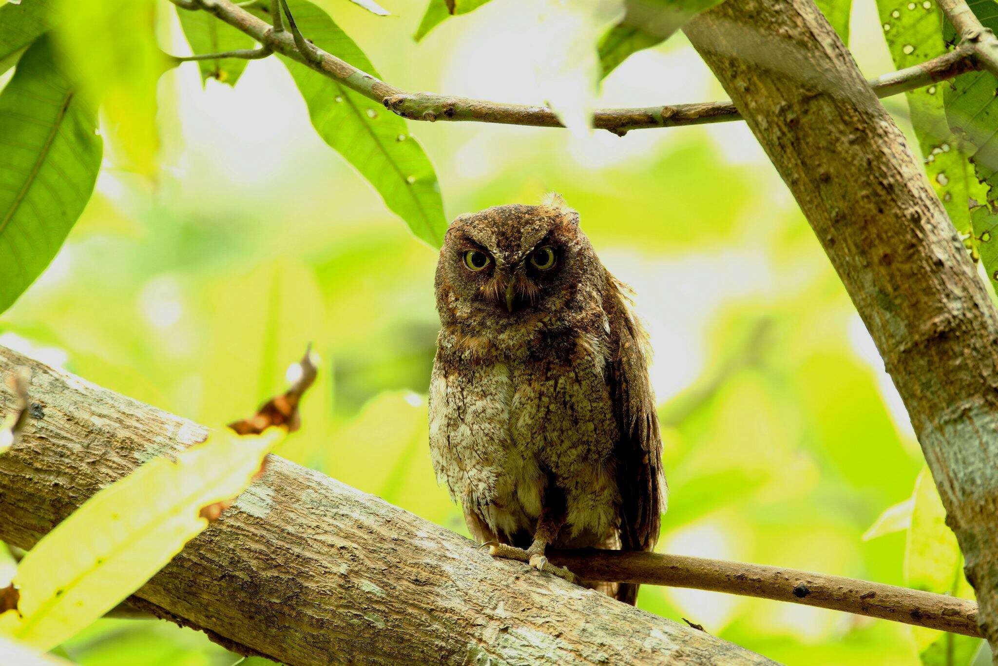 Image of Elegant Scops Owl