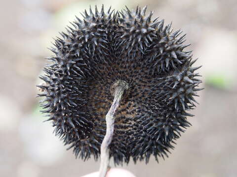 Sivun Apeiba membranacea Spruce ex Benth. kuva