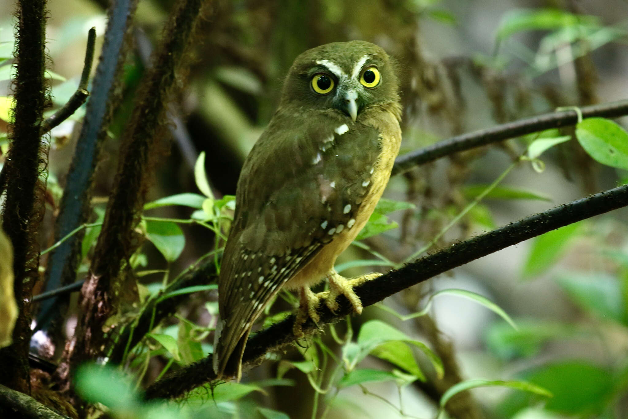 Image of Ochre-bellied Boobook