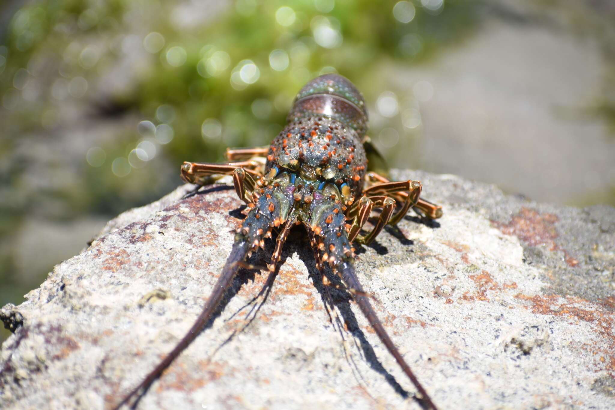 Image of Pinto lobster