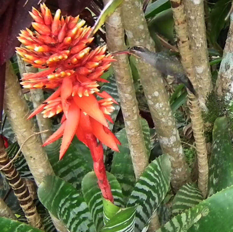 Image of Aechmea chantinii (Carrière) Baker