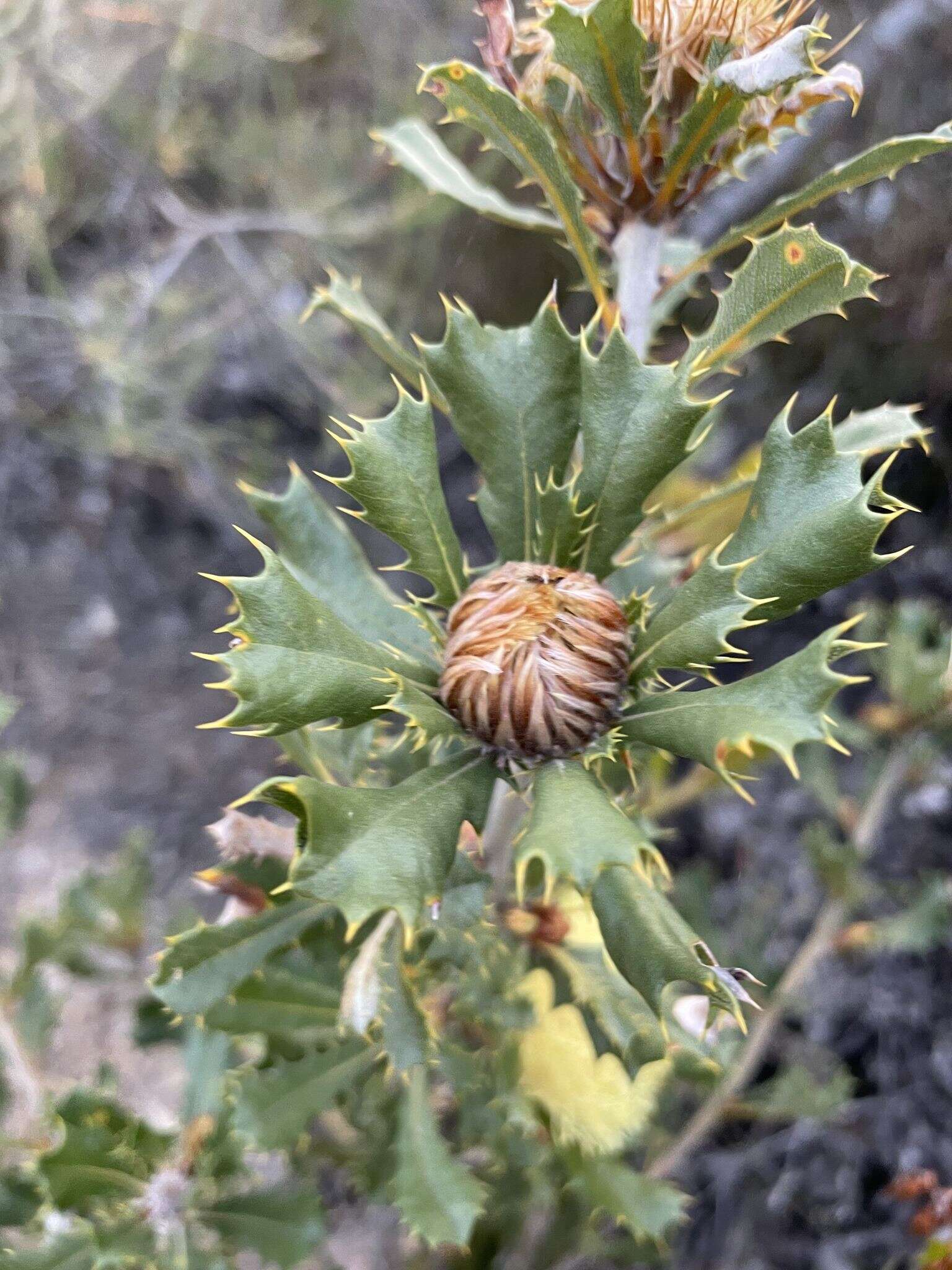 Image of Banksia obovata A. R. Mast & K. R. Thiele