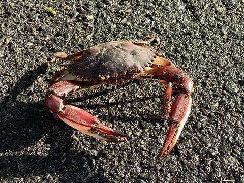 Image of Bocourt swimming crab