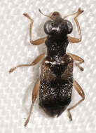 Image of Phyllobaenus pallipennis (Say 1825)