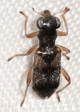 Imagem de Phyllobaenus pallipennis (Say 1825)