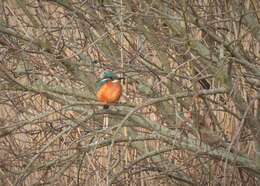 Image of Alcedo atthis ispida Linnaeus 1758