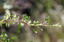 Image of rock gooseberry